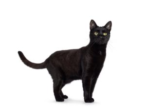 黒猫のスピリチュアルな意味とは？黒猫を飼うと幸運？黒猫を見たらどうなる？ 