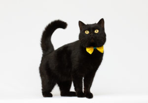 黒猫のスピリチュアルな意味とは？黒猫を飼うと幸運？黒猫を見たらどうなる？ 