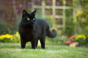 黒猫のスピリチュアルな意味とは？黒猫を飼うと幸運？黒猫を見たらどうなる？ 