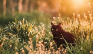 黒猫は幸運の前兆？黒猫が横切る、夜に黒猫を見た時のスピリチュアルな意味！ 