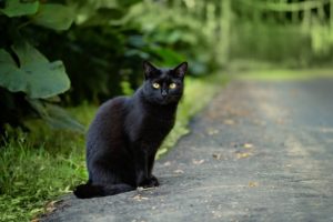 黒猫は幸運の前兆？黒猫が横切る、夜に黒猫を見た時のスピリチュアルな意味！ 