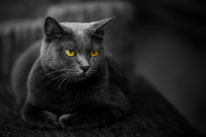 黒猫は幸運の前兆？黒猫が横切る、夜に黒猫を見た時のスピリチュアルな意味！ 