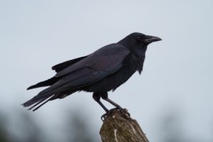 カラスが異常に鳴くスピリチュアルな意味は？幸運の兆し？カラスが来る理由！ 