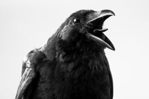 カラスが異常に鳴くスピリチュアルな意味は？幸運の兆し？カラスが来る理由！ 