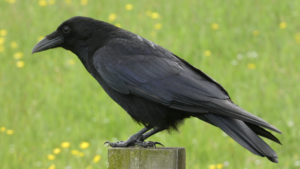 カラスが異常に鳴くスピリチュアルな意味は？幸運の兆し？カラスが来る理由！ 