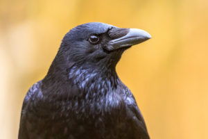 カラスが異常に鳴くスピリチュアルな意味は？幸運の兆し？カラスが来る理由！ 