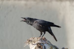 カラスが異常に鳴くスピリチュアルな意味は？幸運の兆し？カラスが来る理由！ 