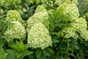 紫陽花のおまじないが終わったら？捨て方はどうするのかを徹底解説！ 