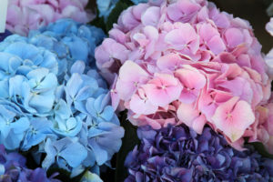 紫陽花のおまじないが終わったら？捨て方はどうするのかを徹底解説！ 