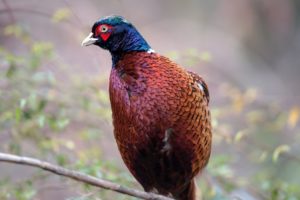 キジを見たら宝くじが当たる？野生のきじは縁起がいい？スピリチュアルな意味は？ 