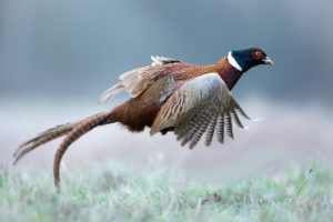 キジを見たら宝くじが当たる？野生のきじは縁起がいい？スピリチュアルな意味は？ 
