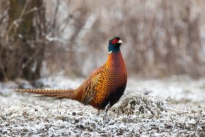 キジを見たら宝くじが当たる？野生のきじは縁起がいい？スピリチュアルな意味は？ 