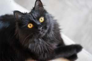 黒猫は幸運の前兆？黒猫が横切る、夜に黒猫を見た時のスピリチュアルな意味！ 