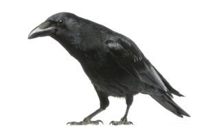 カラスが異常に鳴くスピリチュアルな意味は？幸運の兆し？カラスが来る理由！ 