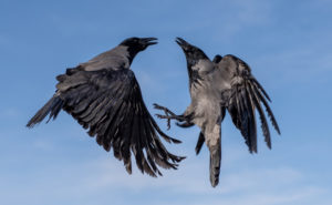 カラスが異常に鳴くスピリチュアルな意味は？幸運の兆し？カラスが来る理由！ 