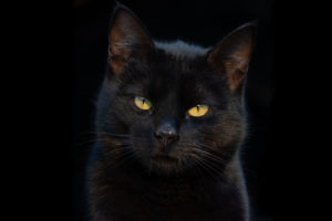 黒猫のスピリチュアルな意味とは？黒猫を飼うと幸運？黒猫を見たらどうなる？ 