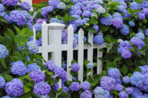 紫陽花のおまじないが終わったら？捨て方はどうするのかを徹底解説！ 