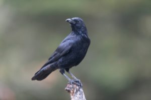 カラスが異常に鳴くスピリチュアルな意味は？幸運の兆し？カラスが来る理由！ 