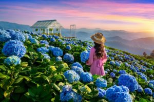 紫陽花のおまじないが終わったら？捨て方はどうするのかを徹底解説！ 