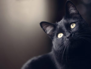 黒猫は幸運の前兆？黒猫が横切る、夜に黒猫を見た時のスピリチュアルな意味！ 