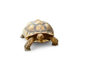 亀の夢をみたら宝くじに当たった？亀が出てくる夢のスピリチュアルな意味！
