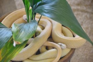 白蛇の夢を見ると奇跡が起きるか？大きな白蛇の夢、小さい白蛇のスピリチュアルな意味 