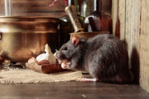 ねずみ年の人は食いっぱぐれないって本当？子年生まれの特徴や性格を徹底解説 
