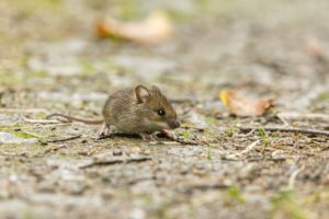 ねずみ年の人は食いっぱぐれないって本当？子年生まれの特徴や性格を徹底解説 
