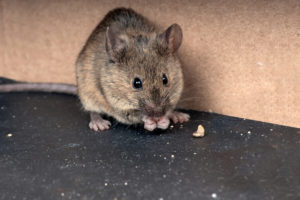 ねずみ年の人は食いっぱぐれないって本当？子年生まれの特徴や性格を徹底解説 