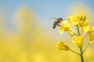 蜂に足を刺される夢の意味