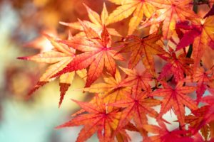 2024年11月の髪を切るのにいい日