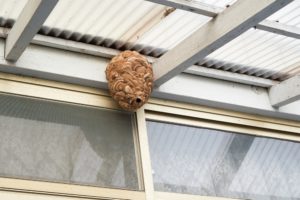 縁起物の蜂の巣はそのままにしておくべき？駆除すべき？