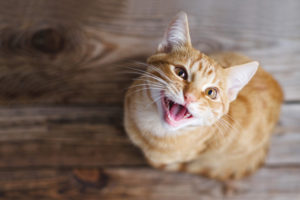 動物が近寄って来る