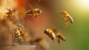 蜂の夢は金運アップのサインって本当？蜂の夢の状況別の意味15選