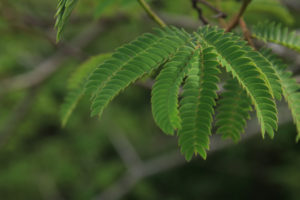トイレに置くといい観葉植物⑧：エバーフレッシュ