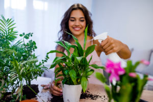 トイレに置く観葉植物を選ぶ際のポイントは？