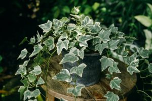 トイレに置くといい観葉植物②：アイビー