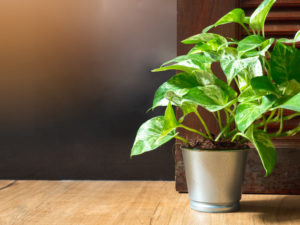 トイレに置くといい観葉植物④：ポトス