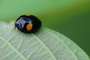黒いてんとう虫は幸せのサイン？てんとう虫の種類別に意味を紹介