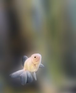 強力な金運アップ壁紙⑧：金魚