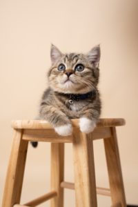 金運が即効でアップする画像⑧：猫