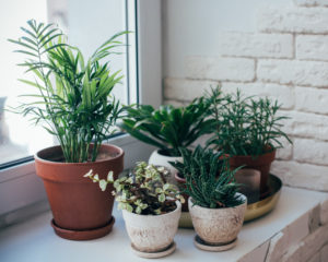 ゲッターズ飯田の観葉植物でおすすめは？生きた植物が良い理由も！