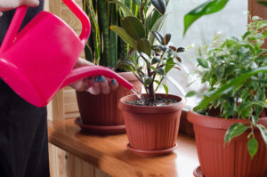 観葉植物で運気がアップすると言われる理由は？