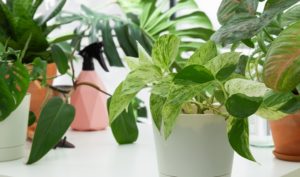 運気の上がる観葉植物7選！運気アップが期待できる観葉植物