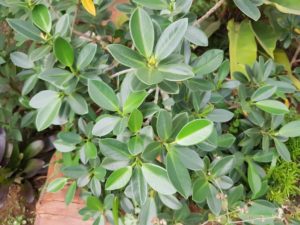 運気の上がる観葉植物②：ガジュマル