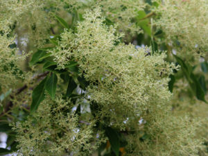 運気の上がる観葉植物④：シマトネリコ