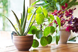 運気アップを期待できる観葉植物の置き方は？観葉植物を飾るべき場所