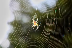 蜘蛛をよく見る前兆とは？蜘蛛の状況別スピリチュアルな意味を紹介