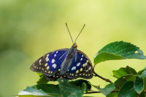 日本で見られるその他の青い蝶々