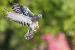 目の前に鳩が飛んでくるスピリチュアルな意味とは？鳩は吉兆？凶兆？